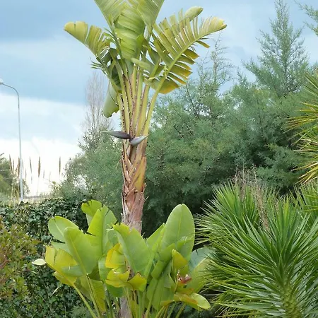 Il Mirto E L'agave